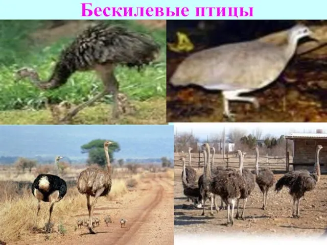 Бескилевые птицы