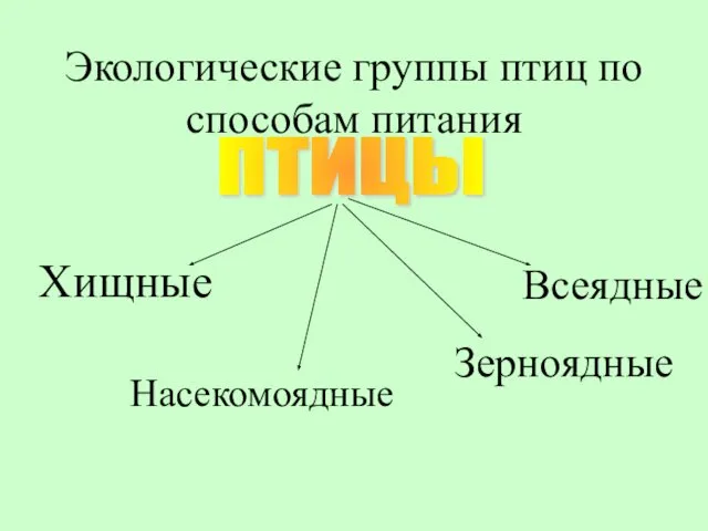 Экологические группы птиц по способам питания ПТИЦЫ Хищные Всеядные Насекомоядные Зерноядные