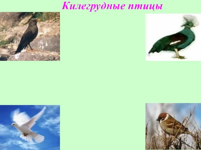 Килегрудные птицы