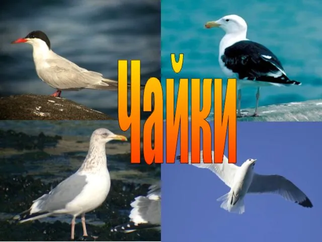 Чайки