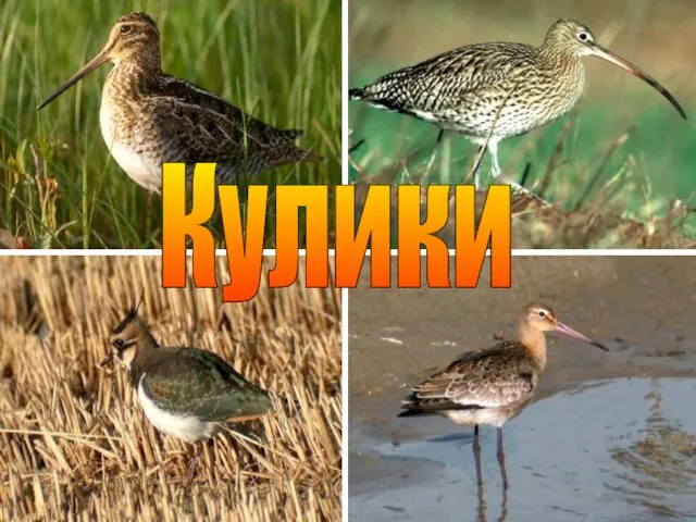 Кулики