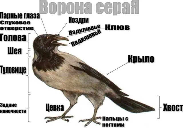 Надклювье Подклювье Клюв Голова Туловище Хвост Шея Задние конечности Цевка Пальцы