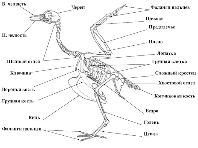 Н. челюсть В. челюсть Череп Шейный отдел Ключица Воронья кость Лопатка