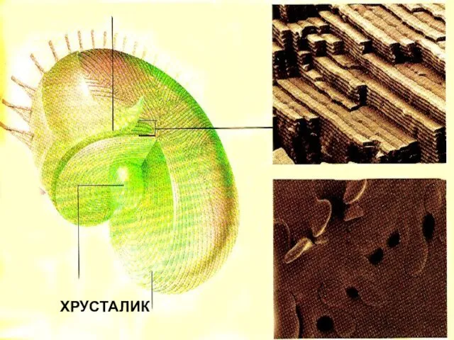 ХРУСТАЛИК