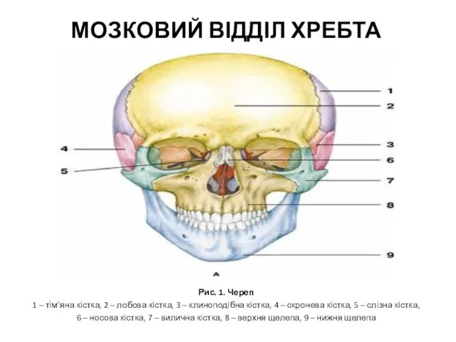 Рис. 1. Череп 1 – тім’яна кістка, 2 – лобова кістка,