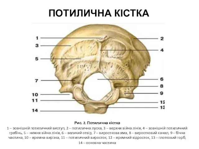 Рис. 2. Потилична кістка 1 – зовнішній потиличний виступ, 2 –