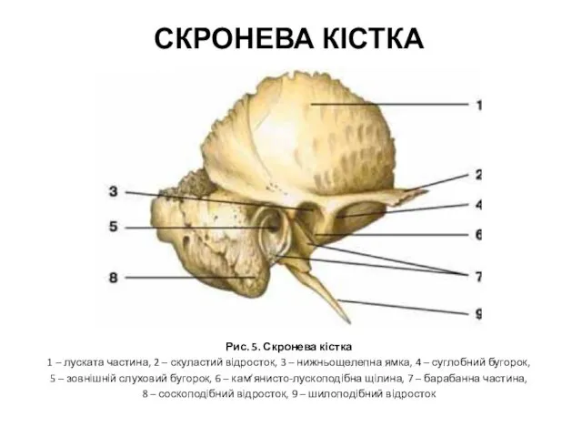 Рис. 5. Скронева кістка 1 – луската частина, 2 – скуластий