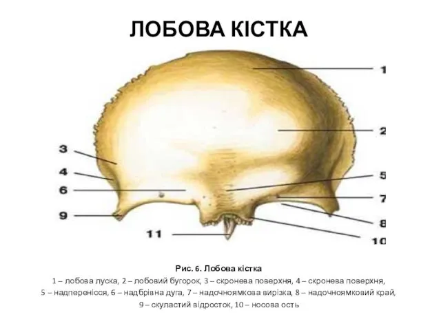 Рис. 6. Лобова кістка 1 – лобова луска, 2 – лобовий