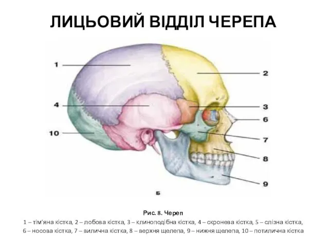 Рис. 8. Череп 1 – тім’яна кістка, 2 – лобова кістка,