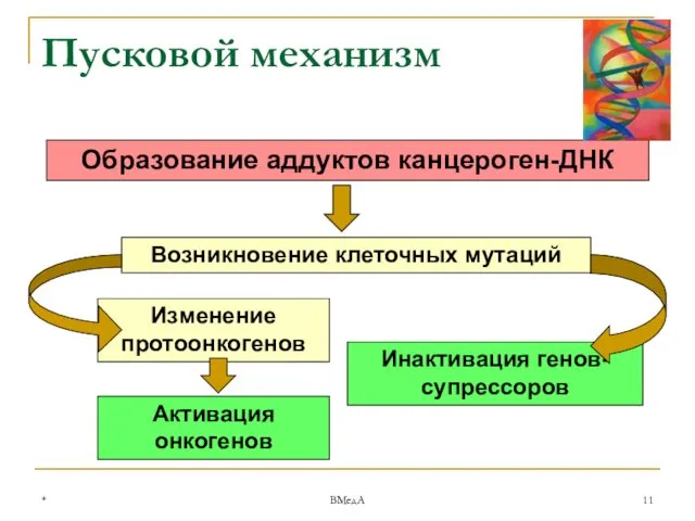 * ВМедА Пусковой механизм Образование аддуктов канцероген-ДНК Возникновение клеточных мутаций Изменение протоонкогенов Инактивация генов-супрессоров Активация онкогенов