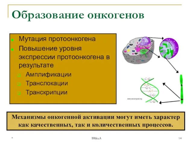 * ВМедА Образование онкогенов Мутация протоонкогена Повышение уровня экспрессии протоонкогена в