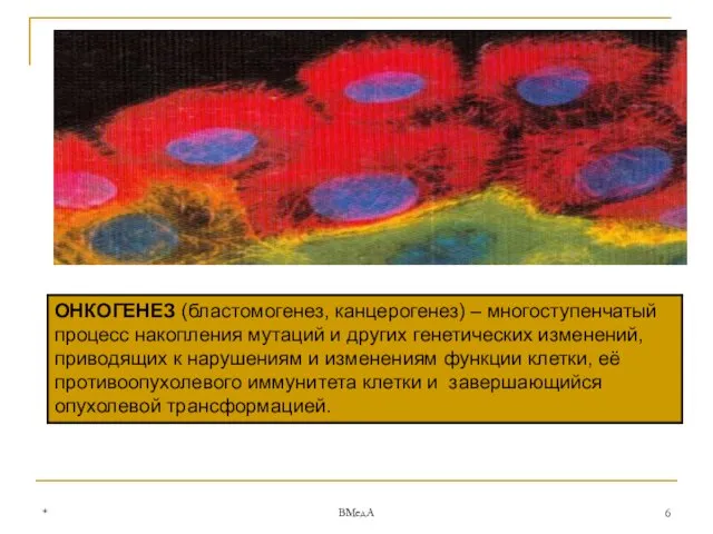 * ВМедА ОНКОГЕНЕЗ (бластомогенез, канцерогенез) – многоступенчатый процесс накопления мутаций и