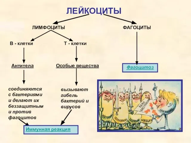 ЛЕЙКОЦИТЫ ЛИМФОЦИТЫ ФАГОЦИТЫ В - клетки Т - клетки Антитела Особые