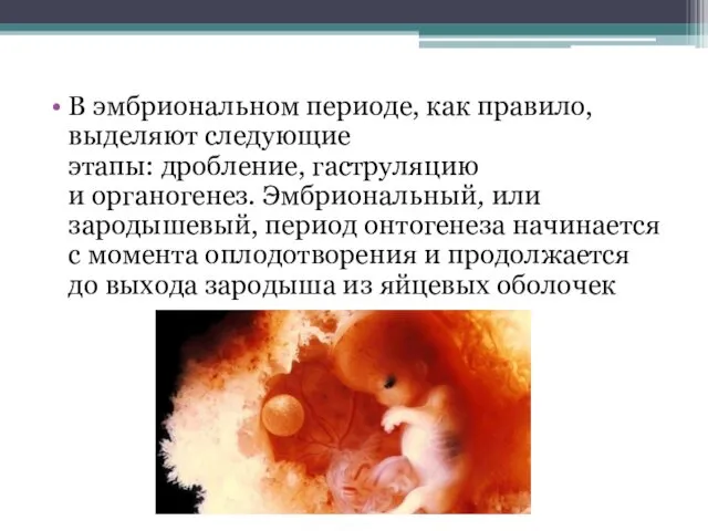 В эмбриональном периоде, как правило, выделяют следующие этапы: дробление, гаструляцию и