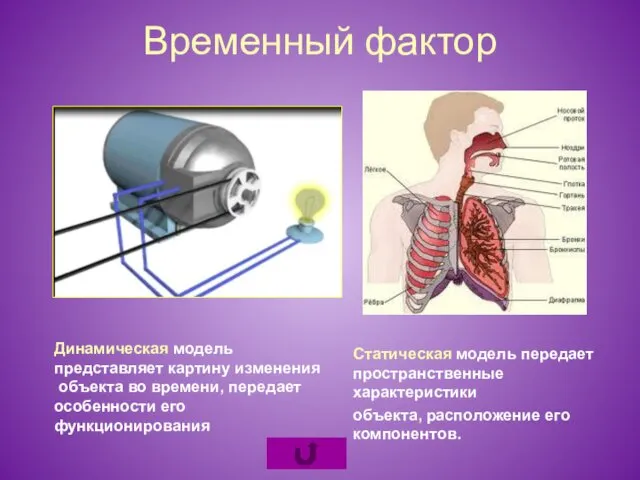 Временный фактор Динамическая модель представляет картину изменения объекта во времени, передает