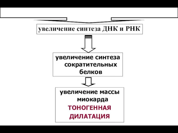 увеличение синтеза ДНК и РНК увеличение синтеза сократительных белков увеличение массы миокарда ТОНОГЕННАЯ ДИЛАТАЦИЯ