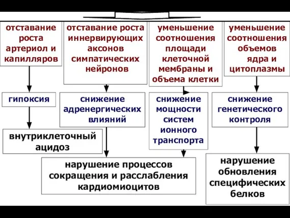 отставание роста артериол и капилляров отставание роста иннервирующих аксонов симпатических нейронов