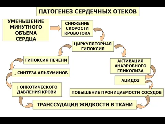 ПАТОГЕНЕЗ СЕРДЕЧНЫХ ОТЕКОВ УМЕНЬШЕНИЕ МИНУТНОГО ОБЪЕМА СЕРДЦА СНИЖЕНИЕ СКОРОСТИ КРОВОТОКА ЦИРКУЛЯТОРНАЯ