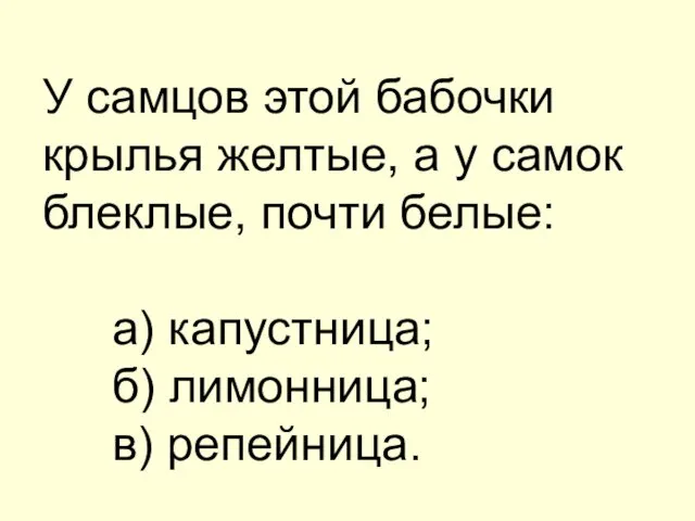 У самцов этой бабочки крылья желтые, а у самок блеклые, почти