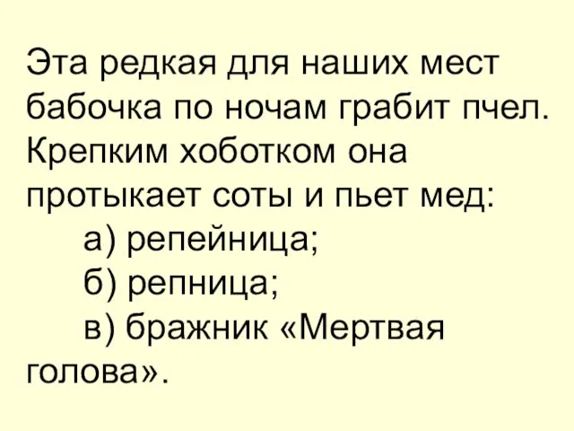 Эта редкая для наших мест бабочка по ночам грабит пчел. Крепким