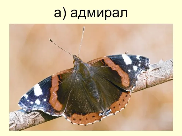 а) адмирал