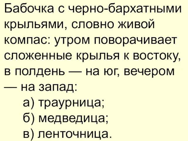 Бабочка с черно-бархатными крыльями, словно живой компас: утром поворачивает сложенные крылья