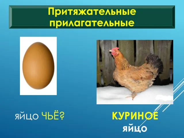 яйцо ЧЬЁ? КУРИНОЕ яйцо