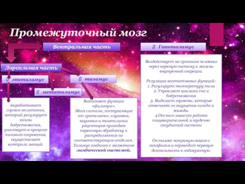 Промежуточный мозг Дорсальная часть Вентральная часть Гипоталамус метаталамус таламус эпиталамус Воздействует