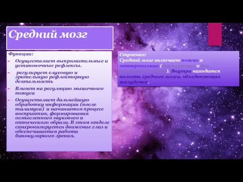 Средний мозг Функции: Осуществляет выпрямительные и установочные рефлексы. регулирует слуховую и