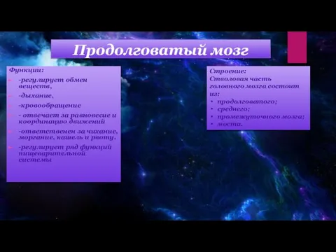 Продолговатый мозг Функции: -регулирует обмен веществ, -дыхание, -кровообращение - отвечает за