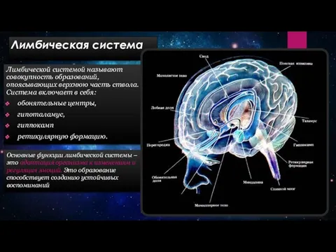 Лимбическая система Лимбической системой называют совокупность образований, опоясывающих верхнюю часть ствола.