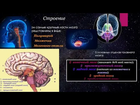 Строение Три самые крупные части мозга представлены в виде: Полушарий Мозжечка