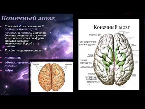 Конечный мозг Конечный мозг состоит из 2 больших полушарий: правого и