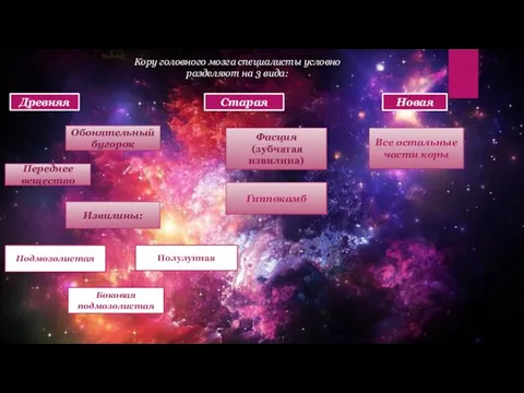 Кору головного мозга специалисты условно разделяют на 3 вида: Древняя Старая