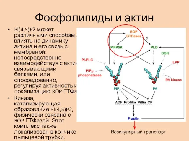 Фосфолипиды и актин PI(4,5)P2 может различными способами влиять на динамику актина