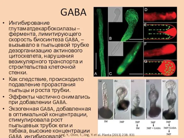 GABA Ингибирование глутаматдекарбоксилазы – фермента, лимитирующего скорость биосинтеза GABA, – вызывало