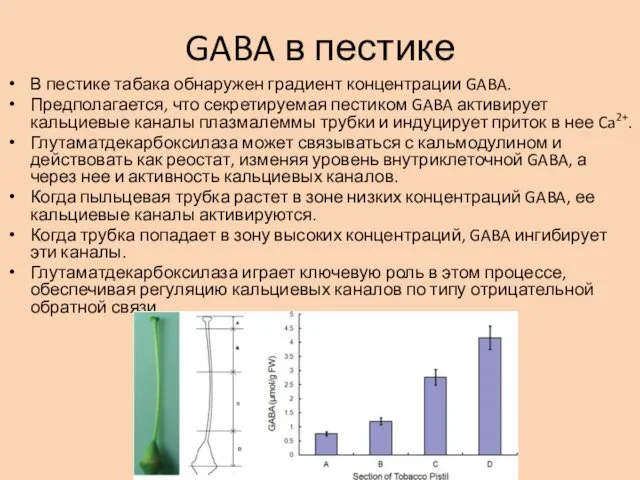 GABA в пестике В пестике табака обнаружен градиент концентрации GABA. Предполагается,