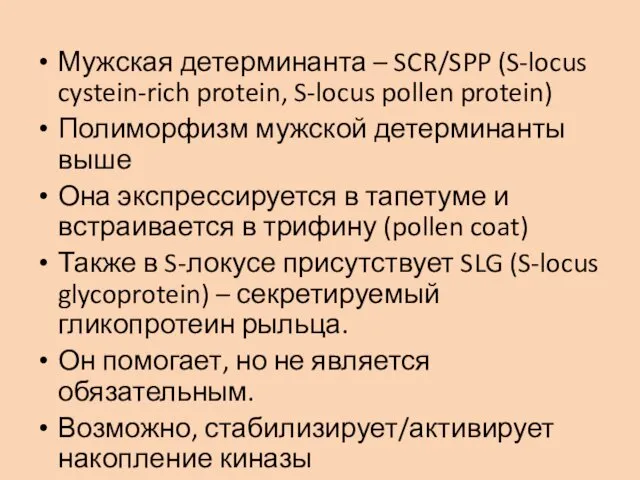 Мужская детерминанта – SCR/SPP (S-locus cystein-rich protein, S-locus pollen protein) Полиморфизм