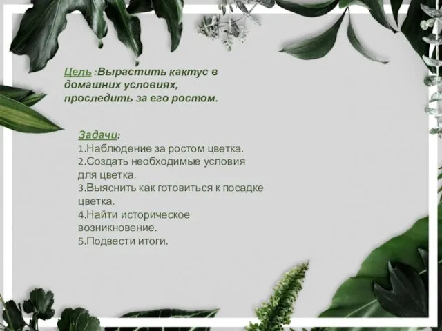 Цель :Вырастить кактус в домашних условиях, проследить за его ростом. Задачи: