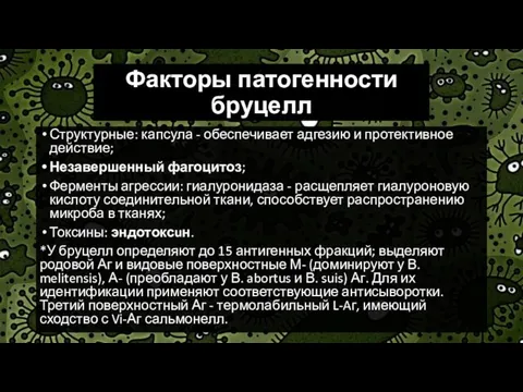 Факторы патогенности бруцелл Структурные: капсула - обеспечивает адгезию и протективное действие;