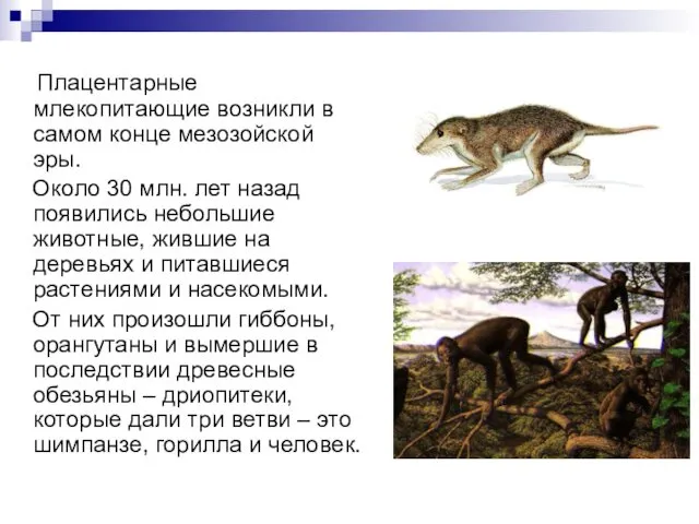 Плацентарные млекопитающие возникли в самом конце мезозойской эры. Около 30 млн.