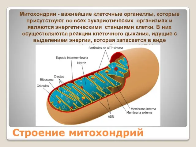 Строение митохондрий Митохондрии - важнейшие клеточные органеллы, которые присутствуют во всех