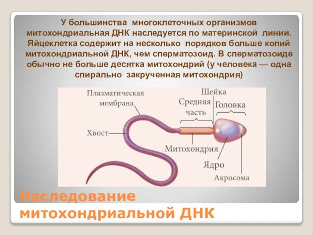 Наследование митохондриальной ДНК У большинства многоклеточных организмов митохондриальная ДНК наследуется по