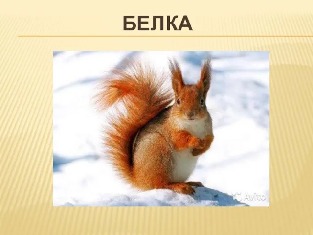 БЕЛКА