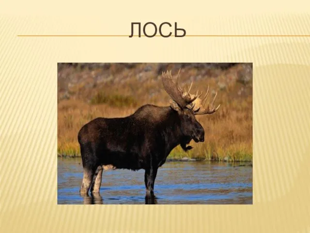 ЛОСЬ