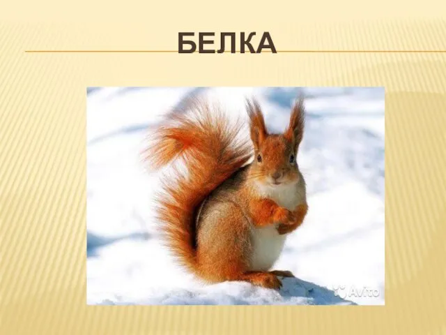 БЕЛКА