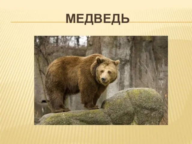 МЕДВЕДЬ