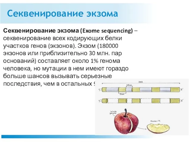 Секвенирование экзома Секвенирование экзома (Exome sequencing) – секвенирование всех кодирующих белки