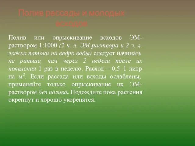 Полив рассады и молодых всходов Полив или опрыскивание всходов ЭМ-раствором 1:1000