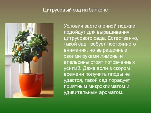 Цитрусовый сад на балконе Условия застекленной лоджии подойдут для выращивания цитрусового